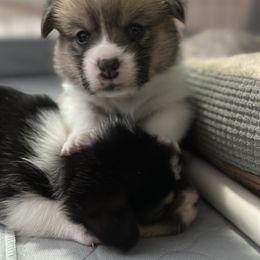 Pembroke Welsh Corgi Puppies from Temperance Farm Corgis