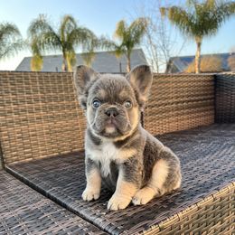 French Bulldog Puppies from HOI Frenchies