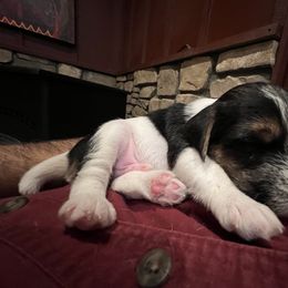 Boy 1 - Parson Russell Terrier puppy in Murphys, California from Hanford Hills Terriers