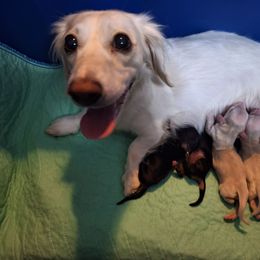 Four Cream - Cream female Dachshund puppy in Gordon, Georgia from Long Dogs Yellow Farm