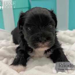 Rhodes - Black and white male Shorkie puppy in Scottsdale, Arizona from Lil Luxe Pups