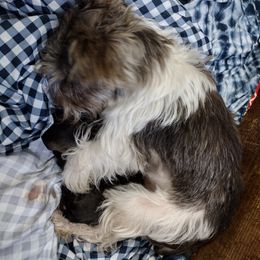 Miniature Schnauzer Puppies from Byrd's Miniature Schnauzers