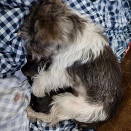 Miniature Schnauzer Puppies from Byrd's Miniature Schnauzers