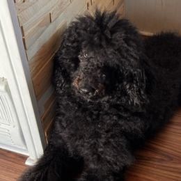 Poodles from Pickle Patch Poodles