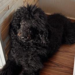 Poodles from Pickle Patch Poodles
