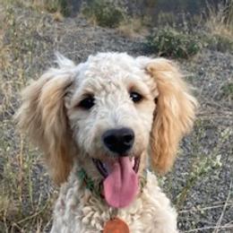 Avery - Poodle