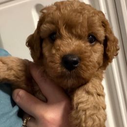 AKC white chest Mini - Red  male Poodle puppy in Southwest Ranches, Florida from Herringbone ‘s Poodles