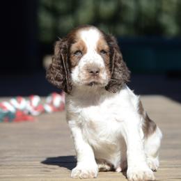 Sal - Liver white and tan male English Springer Spaniel puppy in Central, South Carolina from SarMel