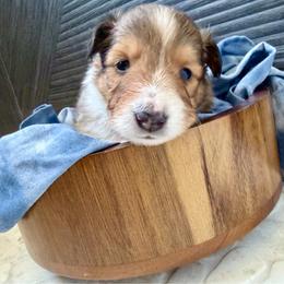Boy 3 - Sable merle and white male Shetland Sheepdog puppy in Canton, Texas from 2kg Shelties