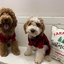 Bernedoodle and Goldendoodle All Grown Up from Doodles of North Tx