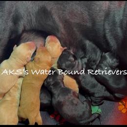 1st pk yellow male - Yellow male Labrador Retriever puppy in Newport, North Carolina from AKS’s Water Bound Retrievers