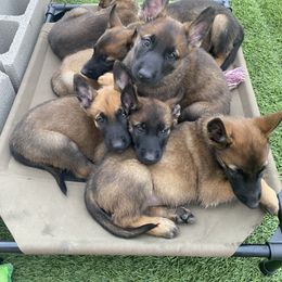 Belgian Malinois Puppies from Care 2 Protect