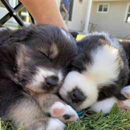Australian Shepherd Puppies from Luna Lane Aussies