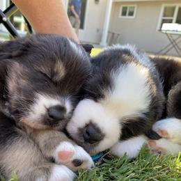 Australian Shepherd Puppies from Luna Lane Aussies