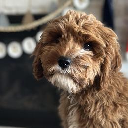 Cavalier King Charles Spaniels, Cavapoos, Goldendoodles, and Poodles from Harvest Creek
