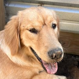 Goldendoodles, Golden Retrievers, and Poodles from Nokoluma