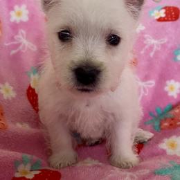 Amethyst (Purple) - White female West Highland White Terrier puppy in Jefferson, North Carolina from McGuire’s High Country Terriers