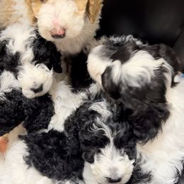 Sheepadoodle Puppies from Pretty Perfect Pups