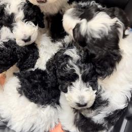 Sheepadoodle Puppies from Pretty Perfect Pups