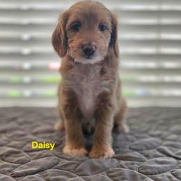 Daisy - Apricot female Goldendoodle puppy in Summerville, South Carolina from Channys Doodles