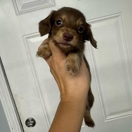 Twix - Chocolate and cream male Dachshund puppy in Fredericksburg, Indiana from Blue River Mini Dachshunds