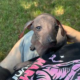 Bingo - Black female Xoloitzcuintli puppy in Manitowoc, Wisconsin from Wonderland Kennel