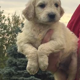 Joker - Light golden male Golden Retriever puppy in Grant County, Indiana from On The Sunny Side Pavey Farms