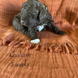 Graham - Brown male Lagotto Romagnolo puppy in Minster, Ohio from 1880 Lagotto
