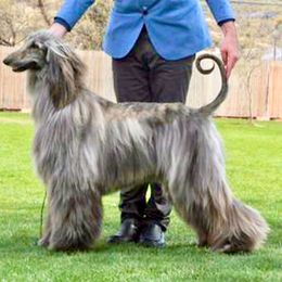Moire - Afghan Hound