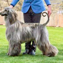 Moire - Afghan Hound