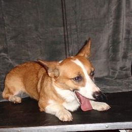 Fancy - Miniature Pinscher