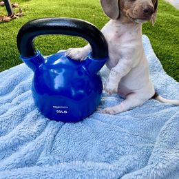 Dachshund Puppies from Tropic Dachshunds