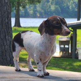 Elsa - Dachshund