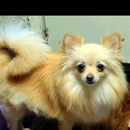 Nala - Pomeranian