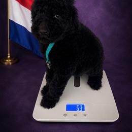 Netherlands - Black female Goldendoodle puppy in Houston, Texas from Were The Mack'Doodles