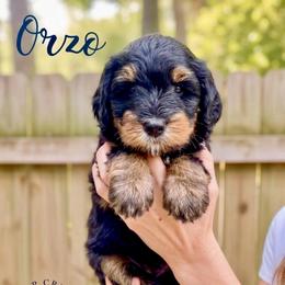Orzo - Tri-color male Bernedoodle puppy in Sugar Hill, Georgia from Deep Creek Doodles
