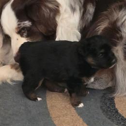 Jabba the Hut - Black tri male Miniature American Shepherd puppy in Vancouver, Washington from BonDrew's Miniature American Shepherds
