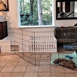 Poodle Puppies from Silver Moon Poodles