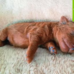 Girl 2 - Red  female Poodle puppy in Fairburn, Georgia from The Real Dog Breeders of Atlanta