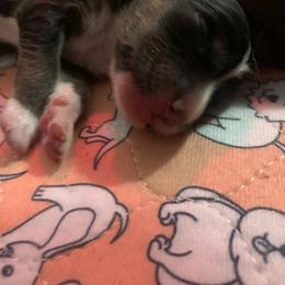 Black Tri Girl - Black tri female Miniature American Shepherd puppy in Meadows Of Dan, Virginia from Nashira
