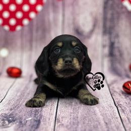 Eclipse - Black and cream female Dachshund puppy in Nashville, Arkansas from Cuddles n Curls