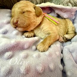 Olive - Red  female Goldendoodle puppy in Boise, Idaho from Goldendoodle Baby