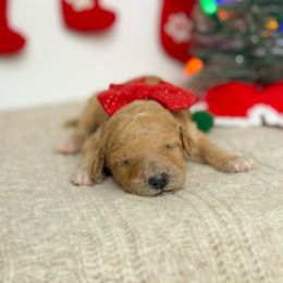 Dorothy - Red  female Poodle puppy in Bellville, Ohio from Cedar Ridge Standard Poodles