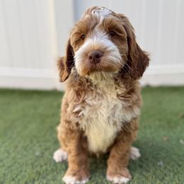 Buzz - Apricot male Australian Labradoodle puppy in Rhode Island from Highland Beach Labradoodles