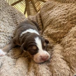 Maverick - Red tri-color male Australian Shepherd puppy in Grants Pass, Oregon from Carmel Mountain Aussies