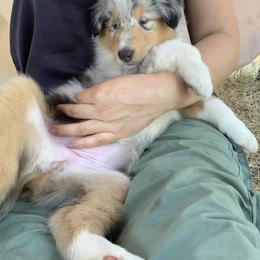 Collie Puppies from Meissa Collies