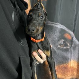 Doberman Pinscher Puppies from JODY'S DOBiES