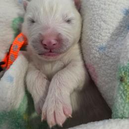 Orange boy - White and biscuit male Samoyed puppy in Elwell, Michigan from Limelight Samoyeds