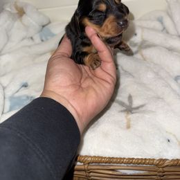 Boy 1 - Black and tan male Dachshund puppy in Manteca, California from Sweet and Low Dachshunds