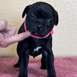 Avril - Brindle female Staffordshire Bull Terrier puppy in Lincoln, California from J Jax Staffords